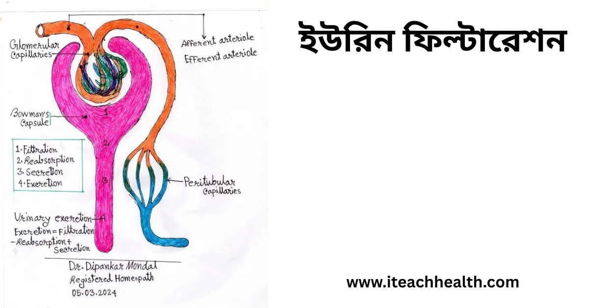 ইউরিন ফিল্টারেশন ছবি